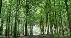 skov