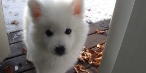 Hvis du vil motiveres til at gå, så få dig en hund.