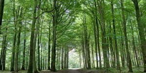 skov