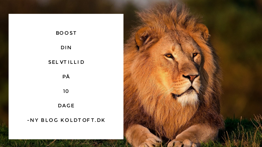 Billede af løve selvtillids citat