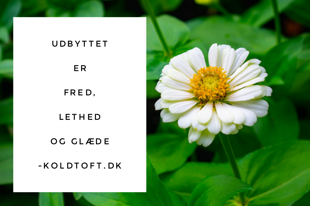 Udbyttet ved Mirakel Effekten